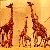 icon_afrikarib_09_116