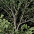 icon_woodstock_10_076