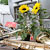 icon_woodstock_11_363