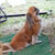 icon_woodstock_11_395