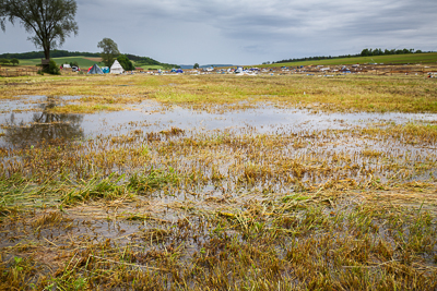 festival08/wudzdog_13