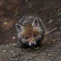 icon_fuechse_04