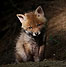icon_fuechse_13