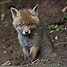 icon_fuechse_15