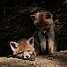 icon_fuechse_18