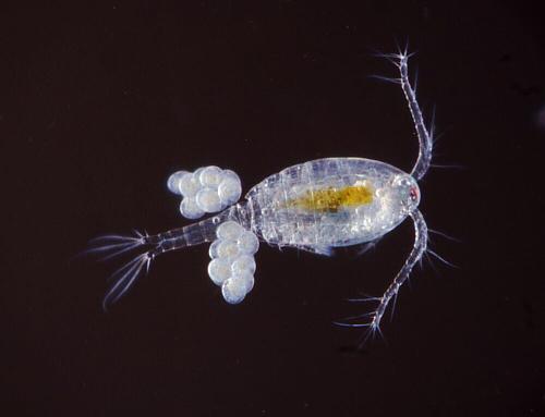 Dr. Ulrich Hopp, www.ulrichhopp.de