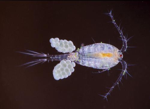 Dr. Ulrich Hopp, www.ulrichhopp.de