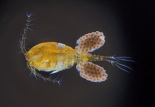 Cyclops strenuus Cyclops strenuus