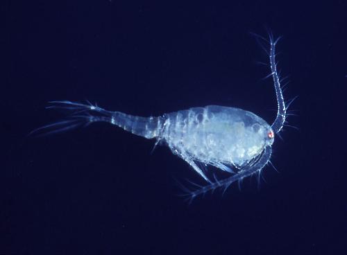 Cyclops abyssorum