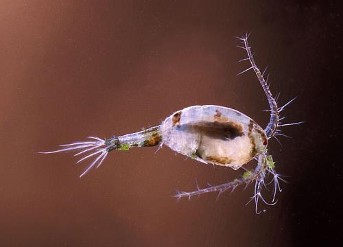 Macrocyclops fuscus