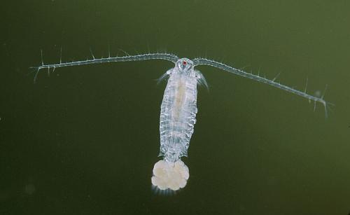 Eudiaptomus gracilis