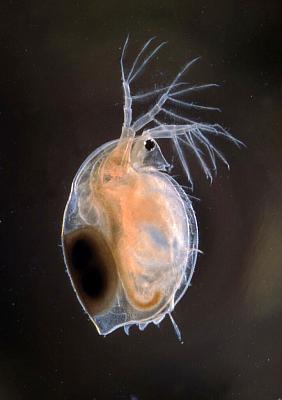 Daphnia magna Ephippium