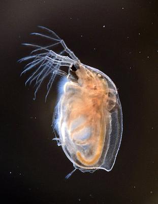 Daphnia magna male