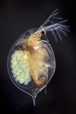 Daphnia pulex