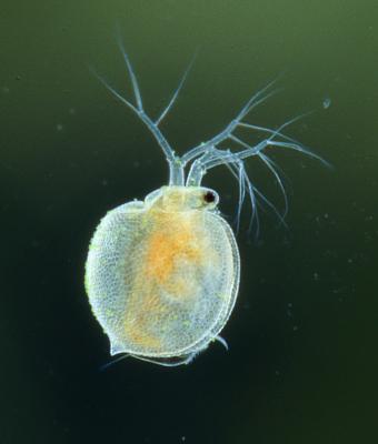 Daphnia obtusa