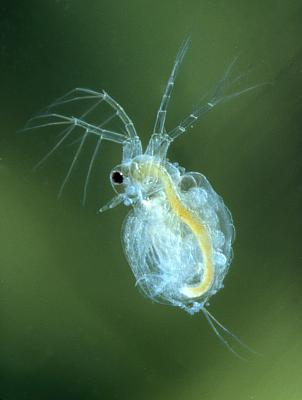 Moina brachiata
