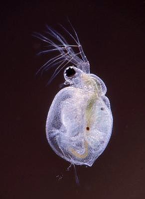 Ceriodaphnia