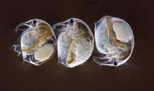 Bosmina longirostris