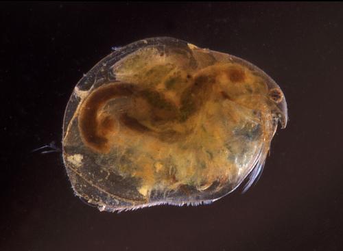 Eurycercus lamellatus