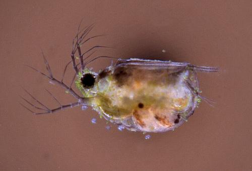 Scapholeberis 3