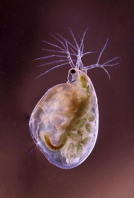 Simocephalus vetulus
