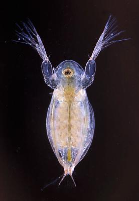 Sida crystallina vorn