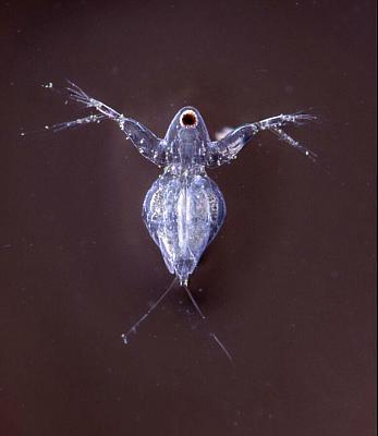Diaphanosoma brachyurum
