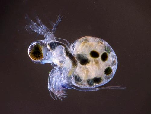 Polyphemus pediculus