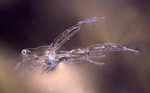 Leptodora kindti