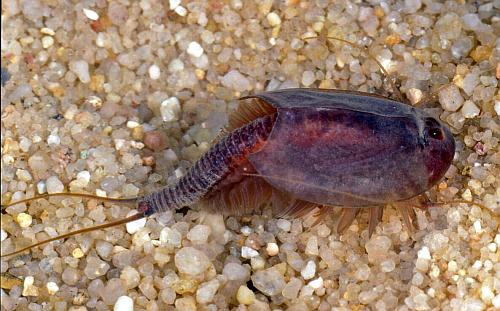Triops cancriformis