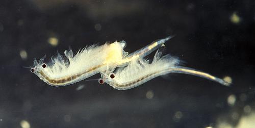 Artemia