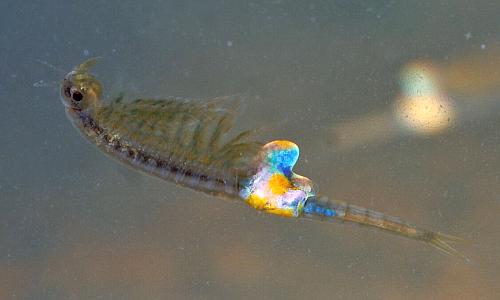Branchipus female