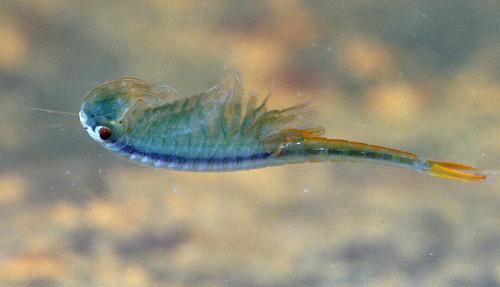 Branchipus male