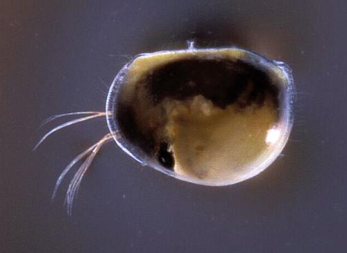 Notodromas
