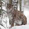 icon_index_luchse