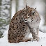 icons_luchse_006
