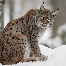 icons_luchse_007