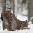 icons_luchse_012