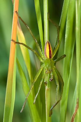 Gr&uuml;ne Huschspinne