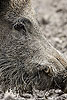 Icon_TIERE_HOCH_10