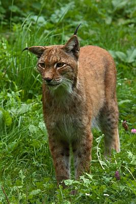 Luchs