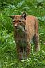 Luchs