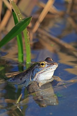Moorfrosch