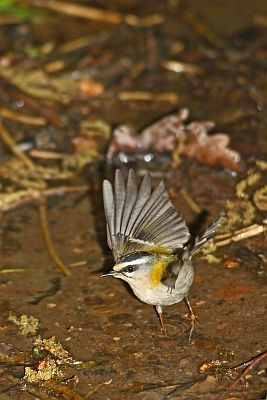 Sommergoldh&auml;hnchen