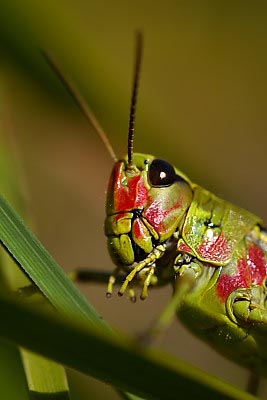 Sumpfschrecke Weibchen