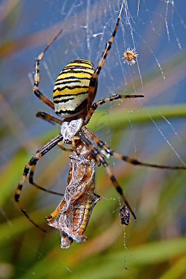Wespenspinne