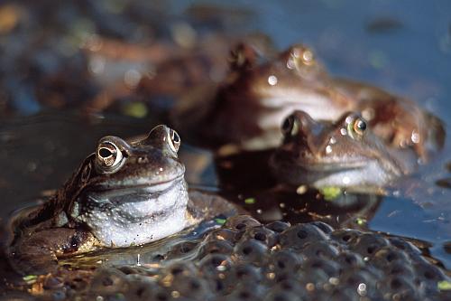 3 Grasfroesche