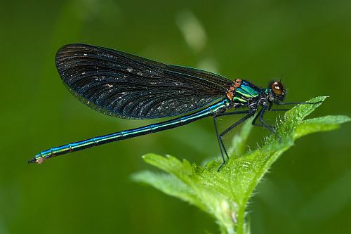 Calopteryx
