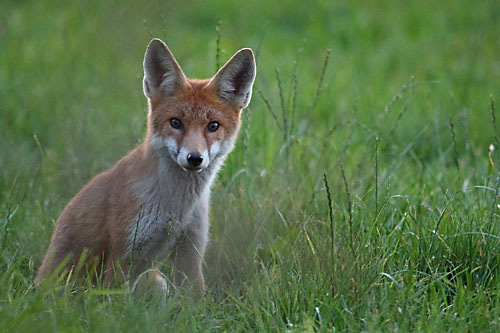 Fuchs 01