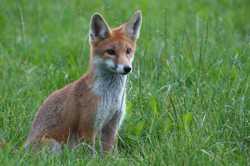 Fuchs 02